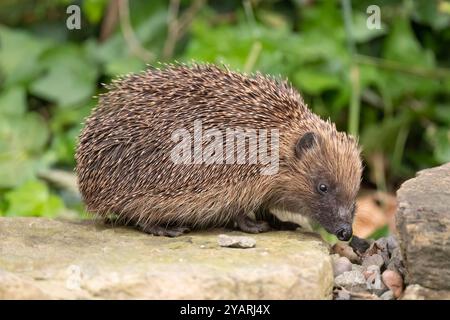 Hedgehog, on a large rock beside a pond Stock Photo