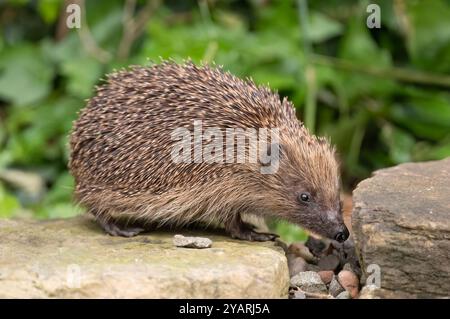 Hedgehog, on a large rock beside a pond Stock Photo