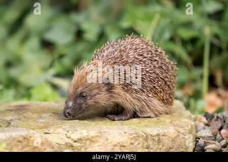 Hedgehog, on a large rock beside a pond Stock Photo