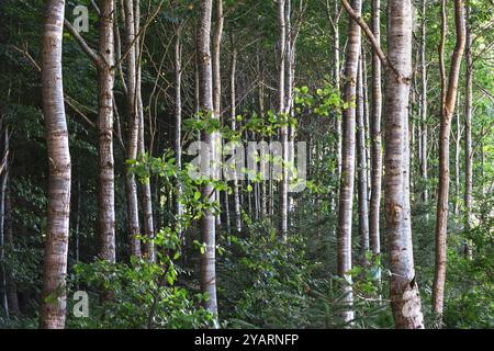 Trees in a Danish birch forest Stock Photo