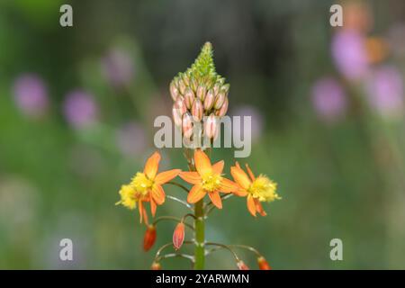 Close up of stalked bulbine (bulbine frutescens) flowers in bloom Stock Photo