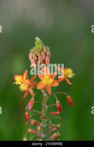 Close up of stalked bulbine (bulbine frutescens) flowers in bloom Stock Photo