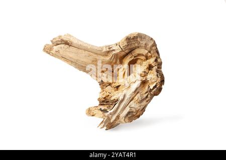 Part of a dry tree trunk on a white background with copy space Stock Photo