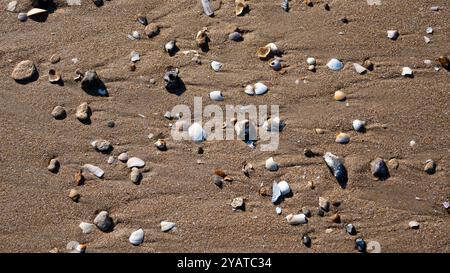 Seashells on the sandy beach. Stock Photo