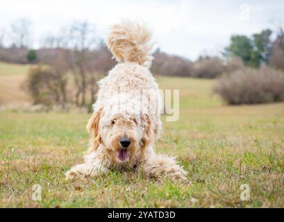 A playful Golden Retriever x Poodle mixed breed dog also known as a Goldendoodle crouching in a play bow position Stock Photo