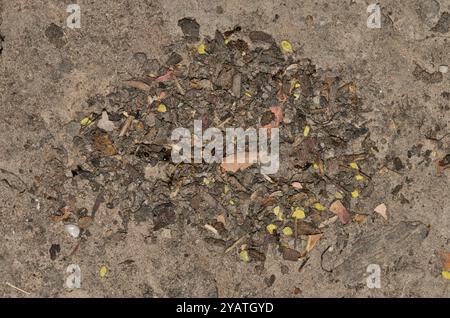 Pavement ants nest mound Tetramorium immigrans insects nature pest control. Stock Photo