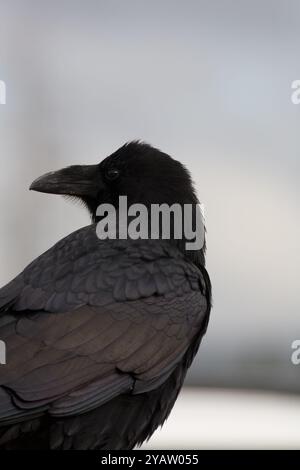 Stout bill and throat hackles of common raven (Corvus corax) helps to ...