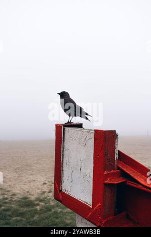 Two black birds perched on Stock Photo