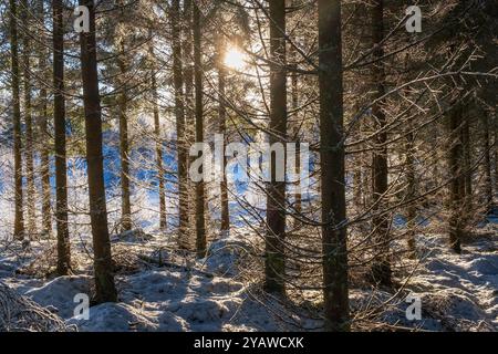 Sunbeams shining through the trunks of trees in a wintry forest Stock Photo