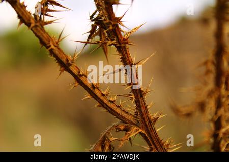 The stem of a dry plant with very sharp thorns. Stock Photo