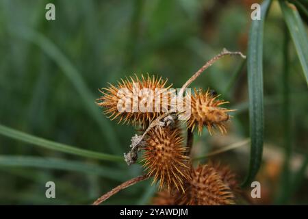 The oval spiky seed of the plant has an elongated shape, resembling a small egg covered with short but sharp spines. Stock Photo