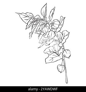 Physalis branch composition. Physalis vector illustration. Simple line drawing Superfood Physalis Tsiplukan Fruit. Stock Vector