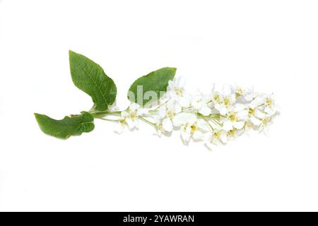 Close up on bird cherry tree Prunus padus white flowers isolated Stock Photo