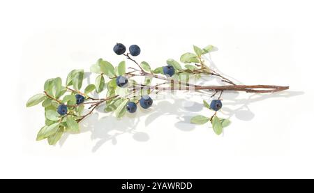 Bog bilberry  Vaccinium uliginosum berries isolated on white background Stock Photo