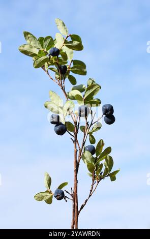 Bog bilberry  Vaccinium uliginosum berries isolated on white background Stock Photo