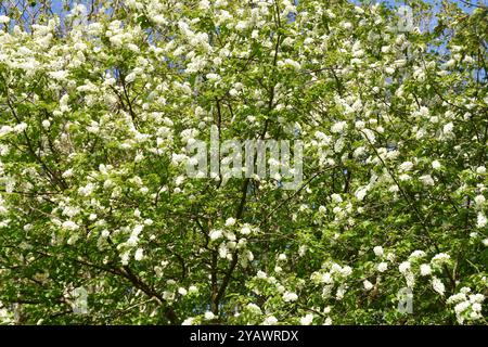 Bird cherry tree Prunus padus in bloom white flowers  in spring Stock Photo