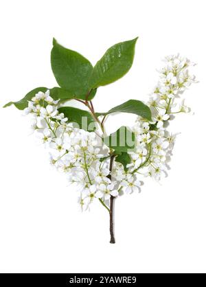 Close up on bird cherry tree Prunus padus white flowers isolated Stock Photo
