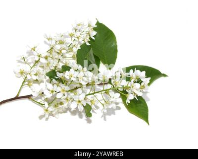 Close up on bird cherry tree Prunus padus white flowers isolated Stock Photo
