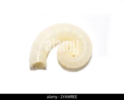 The internal shell from the squid-like mollusk Spirula spirula isolated on white background Stock Photo