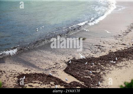 Sydney. 16th Oct, 2024. This photo taken on Oct. 16, 2024 shows debris washed ashore on Coogee Beach in Sydney, Australia. The popular beach in Sydney has been closed to the public after mysterious black balls of debris washed ashore. Coogee Beach in eastern Sydney has been ordered closed and an urgent investigation and clean-up operation launched after hundreds of the ball-shaped debris were found along the length of the beach by lifeguards on Tuesday. Credit: Ma Ping/Xinhua/Alamy Live News Stock Photo