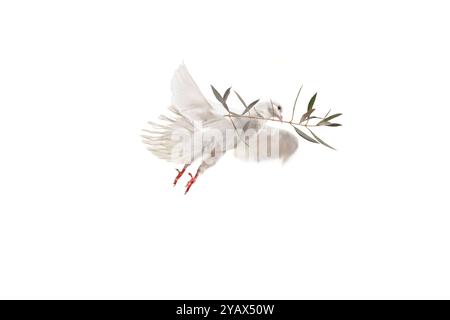 White dove flying with olive branch in its beak isolated on white ...