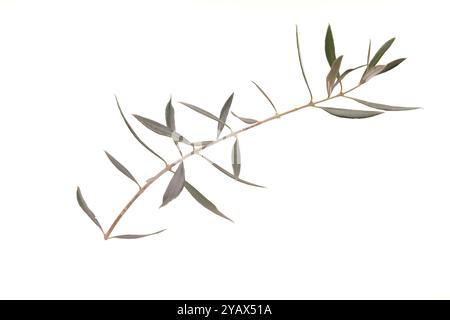 Olive tree branch isolated on white background Stock Photo - Alamy
