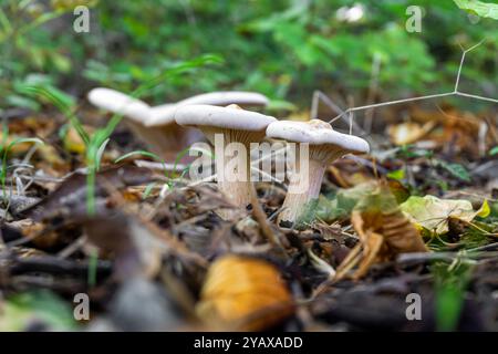 Several white mushrooms in the forest on dry leaves. Blurred background  Clitocybe geopatra, nebularis, infundibulicybe Stock Photo