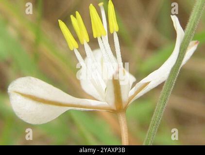 Grass Lilies (Chlorophytum) Plantae Stock Photo - Alamy