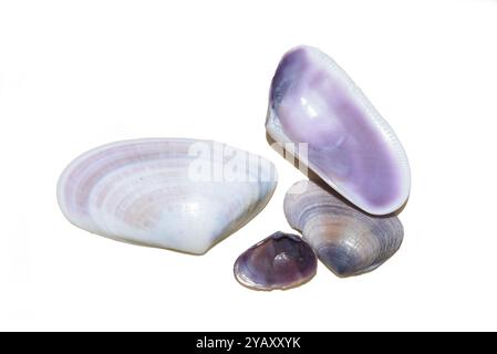 Purple seashells isolated on white background Stock Photo