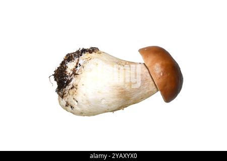 The edible mushroom Boletus edulis penny bun isolated on white background Stock Photo
