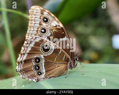 Eyespots on the underside of the wing of a blue morph butterfly Morpho peleides Stock Photo