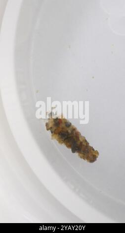 Mortarjoint Casemaker Caddisflies (Odontoceridae) Insecta Stock Photo ...