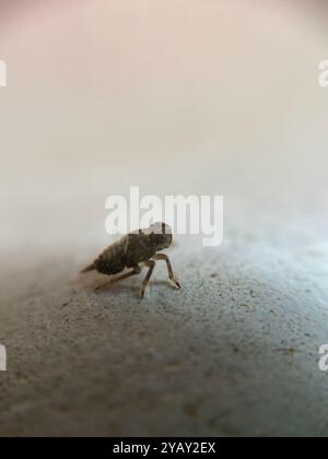 (Issus coleoptratus) Insecta Stock Photo - Alamy