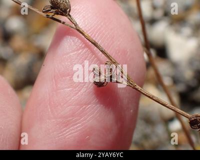 Slender Hare's-ear (Bupleurum tenuissimum) Plantae Stock Photo