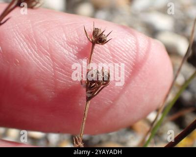 Slender Hare's-ear (Bupleurum tenuissimum) Plantae Stock Photo