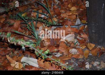 Cape Wolf Snake (Lycophidion capense) Reptilia Stock Photo