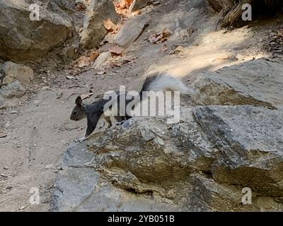 Abert's Squirrel (Sciurus aberti) Mammalia Stock Photo