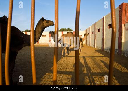 India, Rajasthan, Bikaner, Camel breeding farm Stock Photo