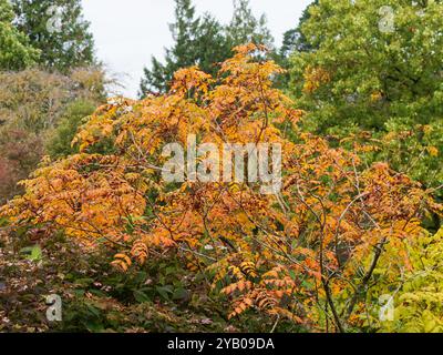 Coppery autumn foliage of the small, hardy ornamental deciduous Golden Rain tree, Koelreuteria paniculata Stock Photo