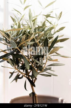 The young olive tree in front of a white background. Olive tree home plant in a pot against a white light textile background Stock Photo