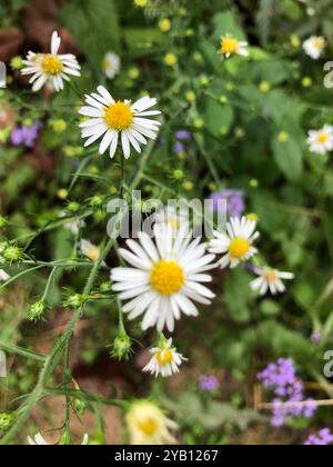 bushy, eastern, heart-leaved, and old field asters (Symphyotrichum) Plantae Stock Photo