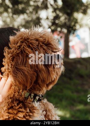 Close-up side view of a fluffy ginger dog wearing a collar, being held by a person. The background shows blurred trees and greenery outdoors Stock Photo