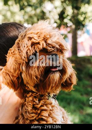 Close-up side view of a fluffy ginger dog wearing a collar, being held by a person. The background shows blurred trees and greenery outdoors Stock Photo