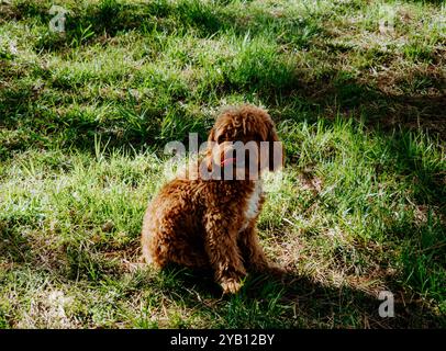 A small, fluffy brown dog maltipoo with a white patch on its chest sits on green grass, looking at the camera with its tongue out. The dog is outdoors Stock Photo