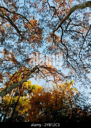 View looking up at tree branches with autumn leaves against a clear blue sky. The trees are partially covered in golden and orange foliage, creating a Stock Photo