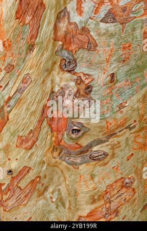 Eucalyptus tree bark after peeling. Stock Photo