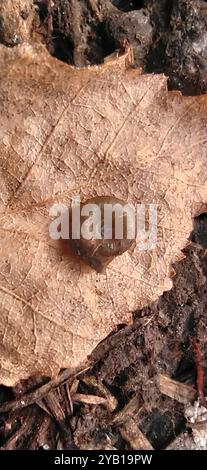 (Discus ruderatus) Mollusca Stock Photo - Alamy