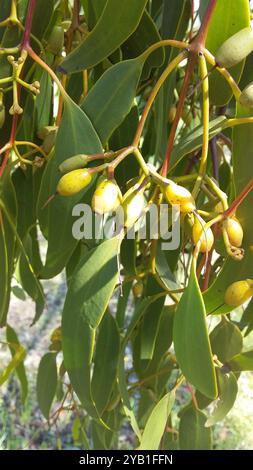 Box Mistletoe (Amyema miquelii) Plantae Stock Photo - Alamy