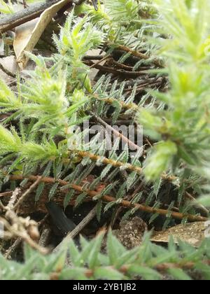 Honey-pots (Acrotriche serrulata) Plantae Stock Photo - Alamy