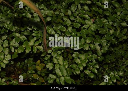 fool's watercress (Apium nodiflorum) Plantae Stock Photo